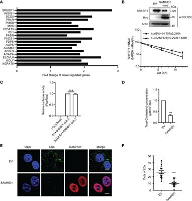 Interferon-inducible SAMHD1 restricts viral replication through downregulation of lipid synthesis